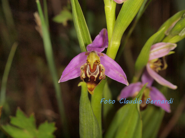 Ophrys apifera in boccio